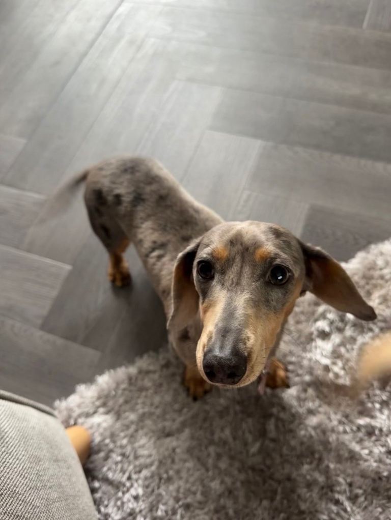 Female dapple miniature dachshund 