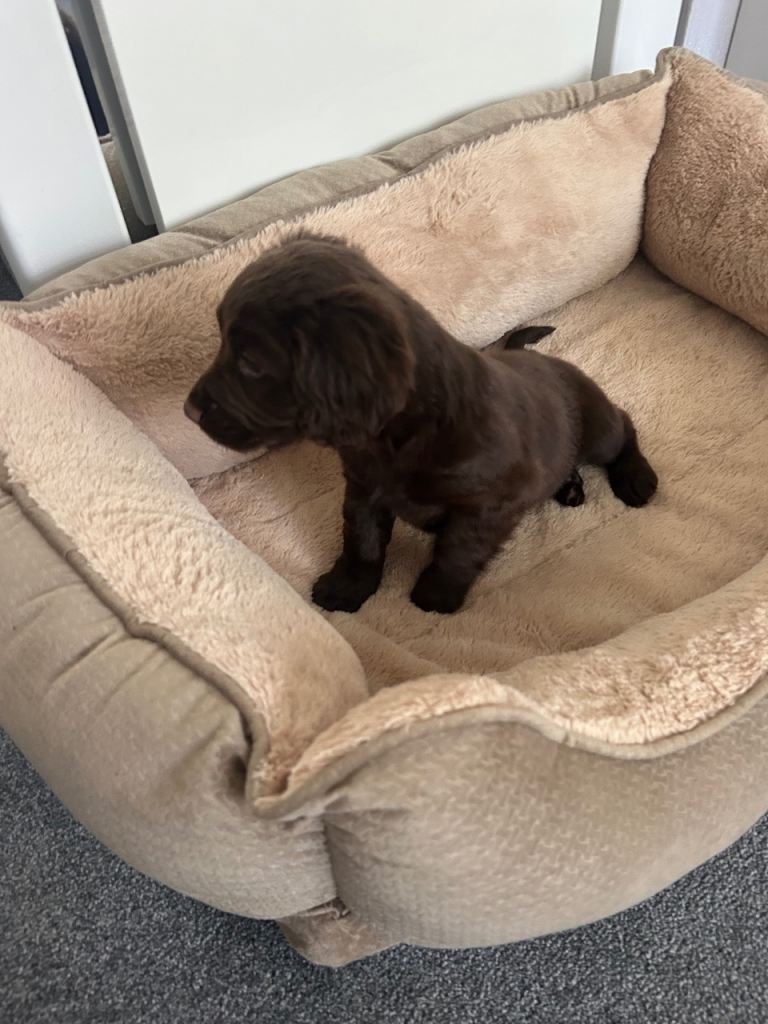 Gorgeous Cocker Spaniel Puppies 