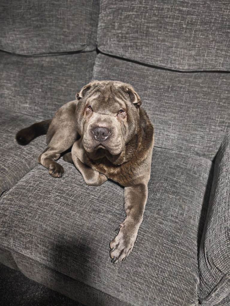 image for Shar Pei Male 3 Years Old 