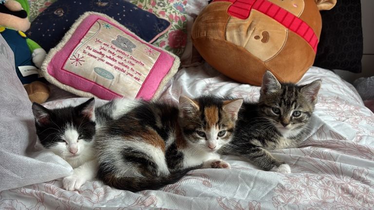 2 kittens for a loving home 