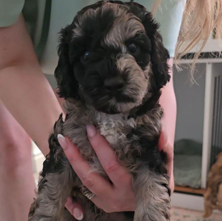 Adorable mini poodles £1250. Available 16th July