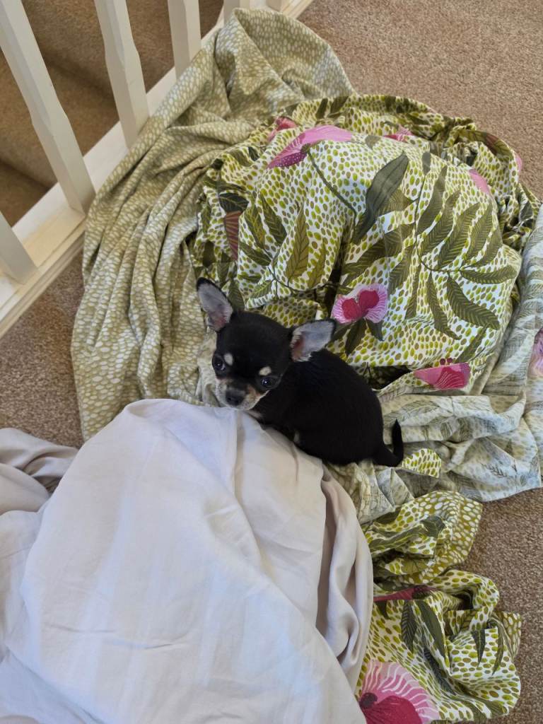 Beautiful Chihuahua Puppy 