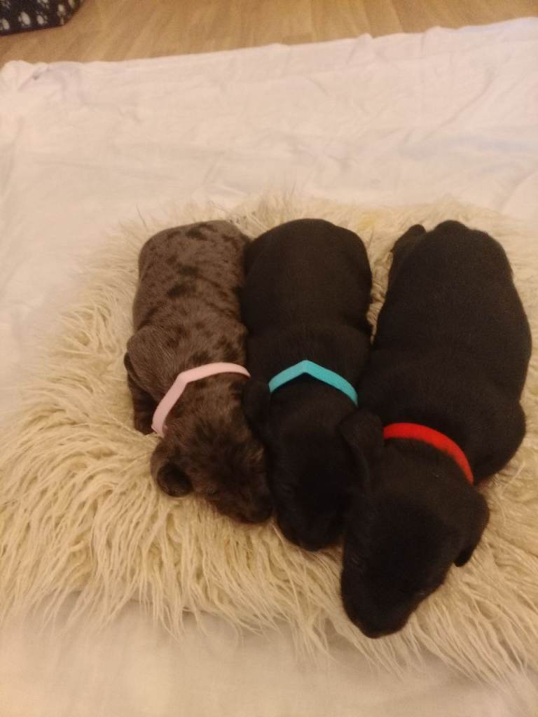 Doxiepoo puppies.