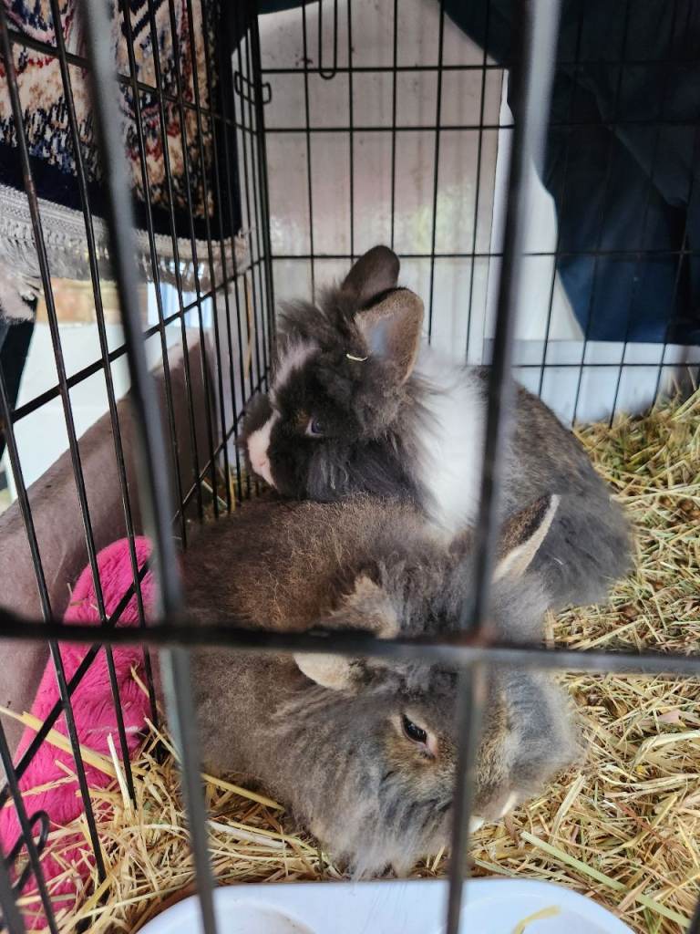Beautiful Lionhead Rabbit