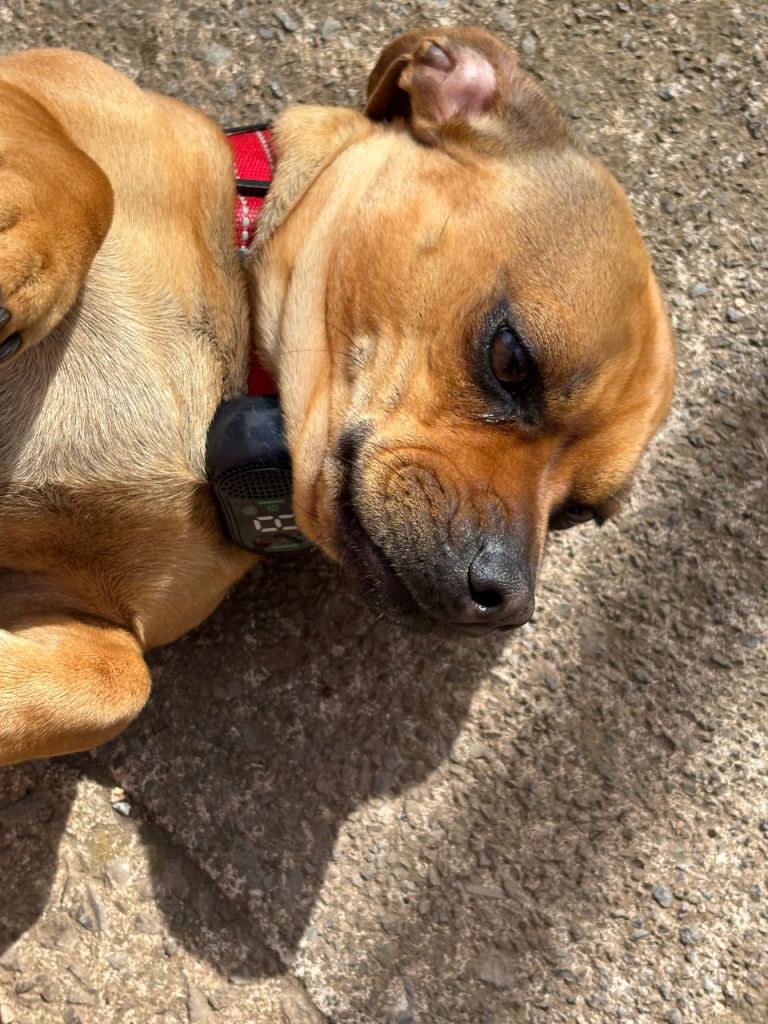 Puggle