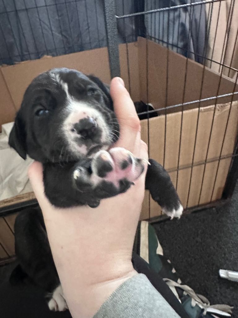 Puppies !READY TO LEAVE 4 left