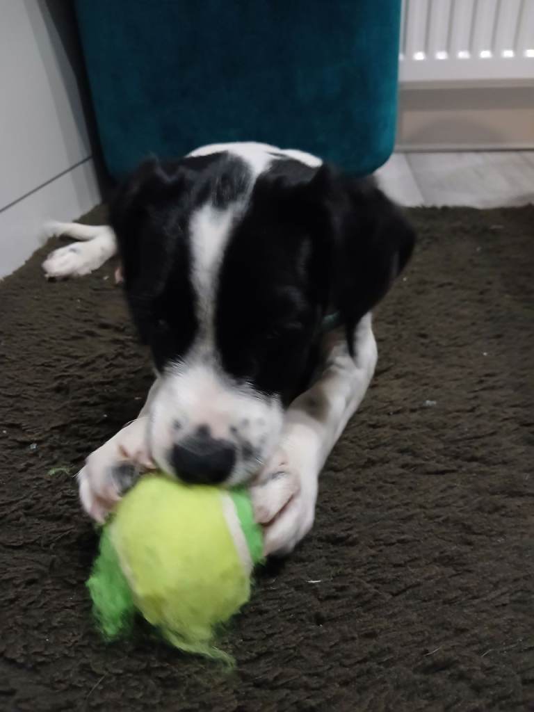 Jack Russell x  Cocker Spaniel