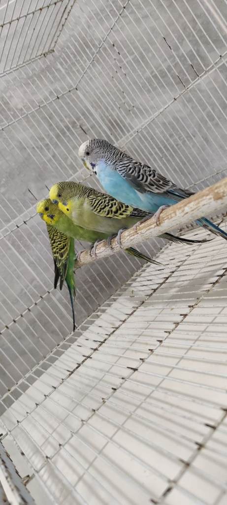 Budgies for sale   Delivery  2 for £50