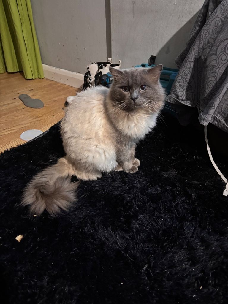 Ragdoll and tuxedo  very beautiful kittens 