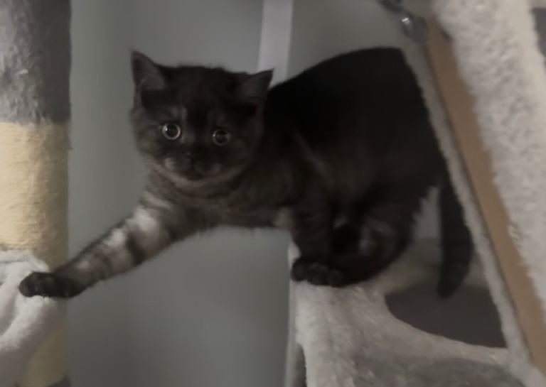 Beautiful bsh kittens for sale ready now 