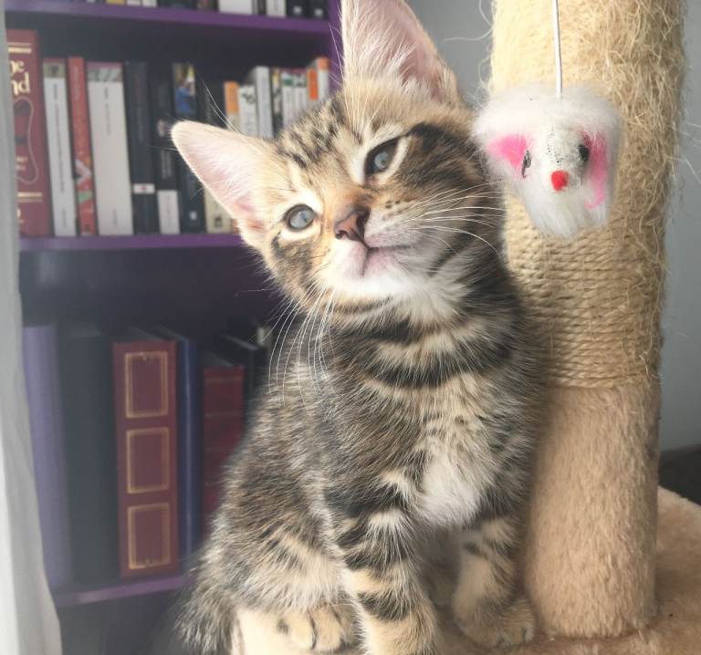Super cute kittens