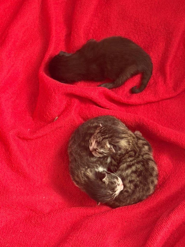 Gorgeous Kittens 