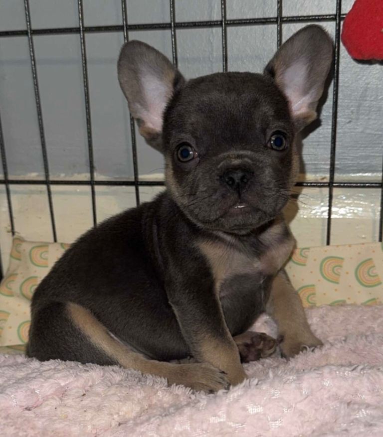 French bulldog puppies