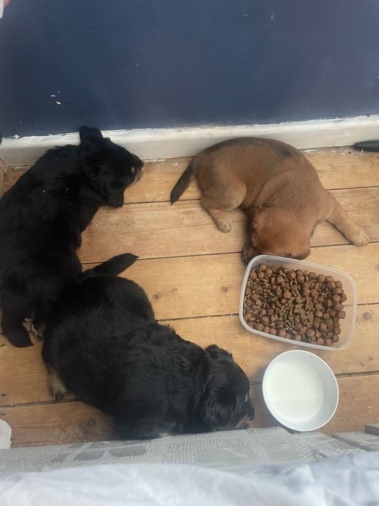 3 pups
