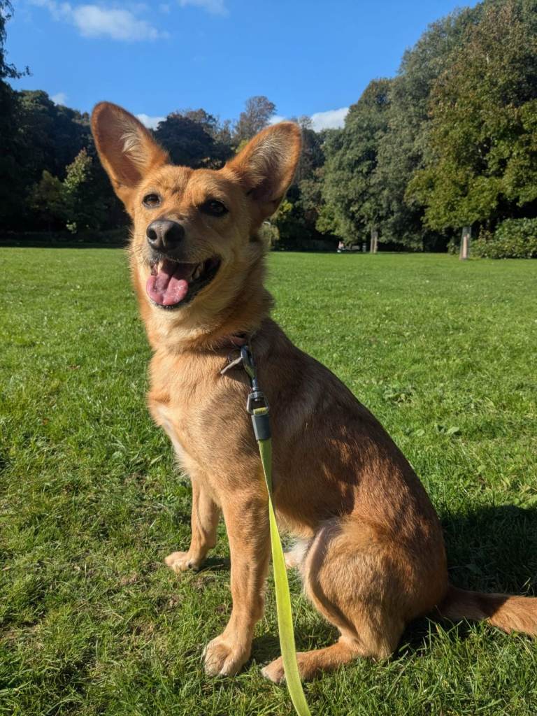 Female dog 4 years old