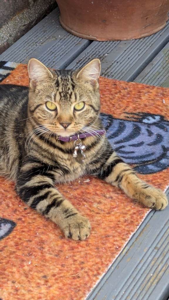 8month old Female Kitten