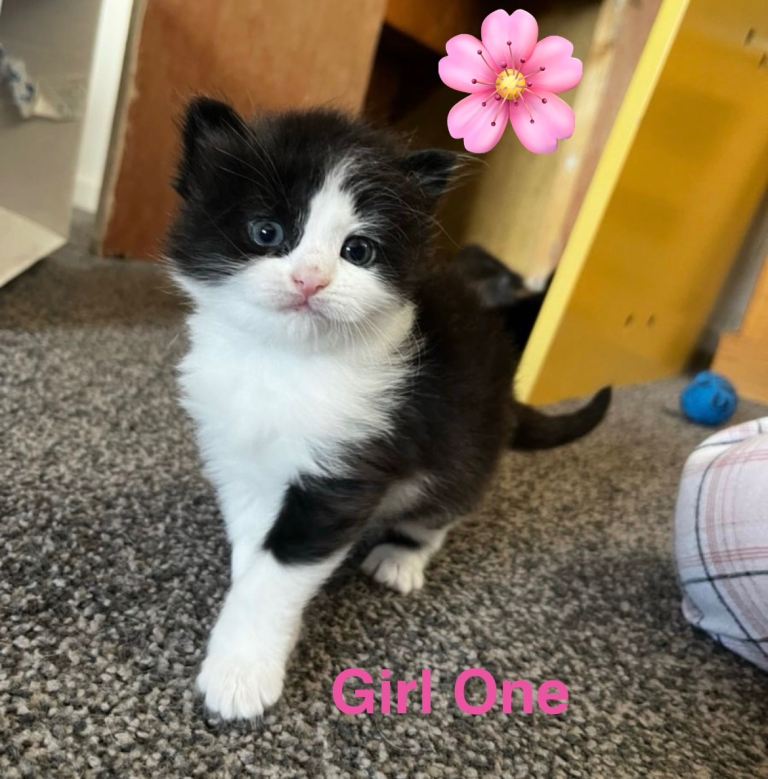 Adorable Kittens!