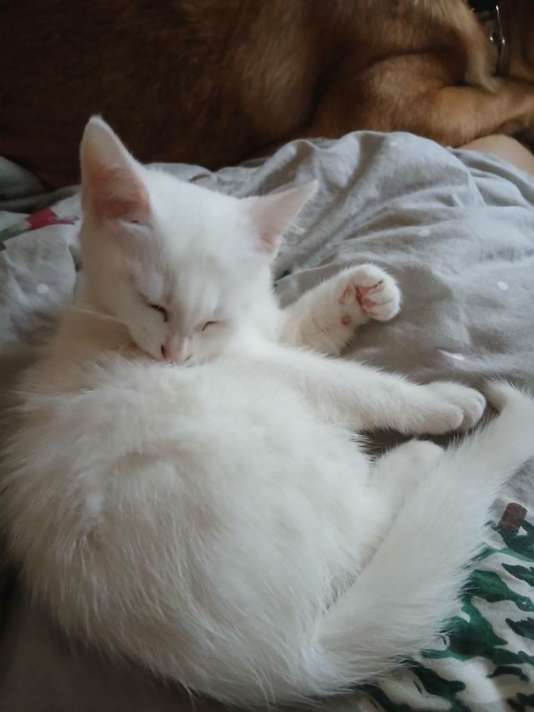 Pure white kitten for sale / Girl