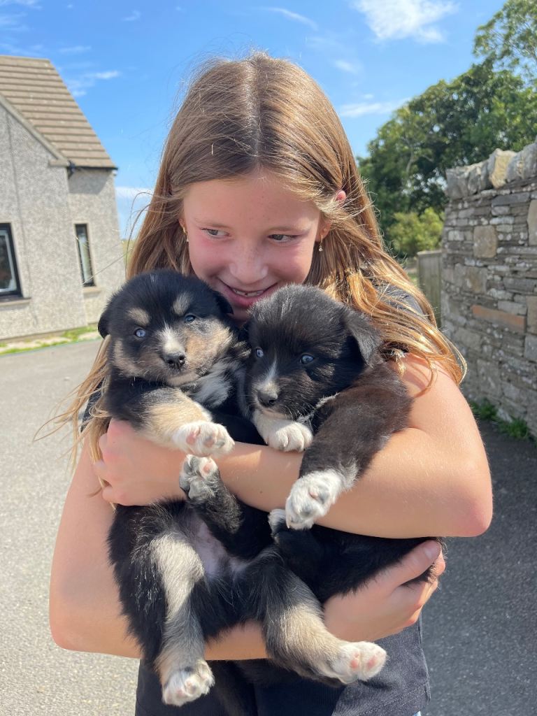 F2 pomsky X Border collie puppies 