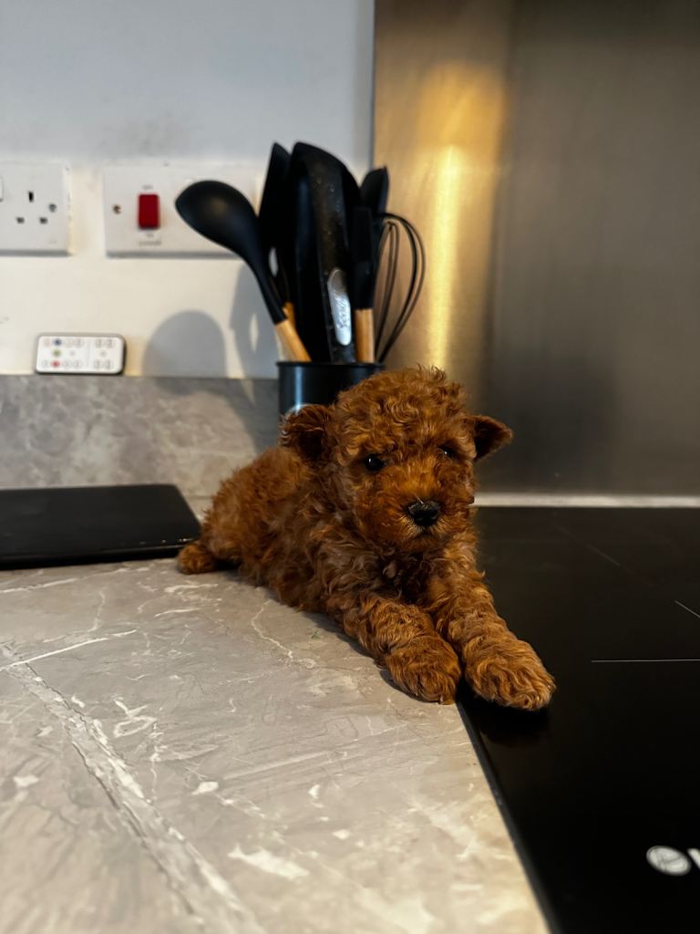 Toy Poodle for sale