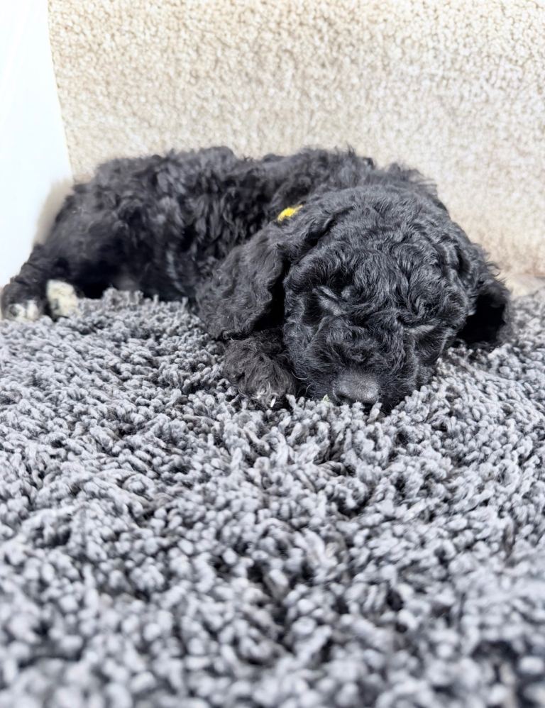 F1B cockapoo puppies (Glasgow )