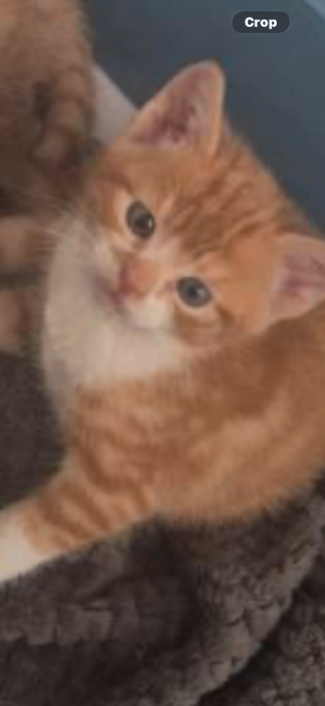 BEAUTIFUL xBSH GINGER AND WHITE MALE KITTTENS 