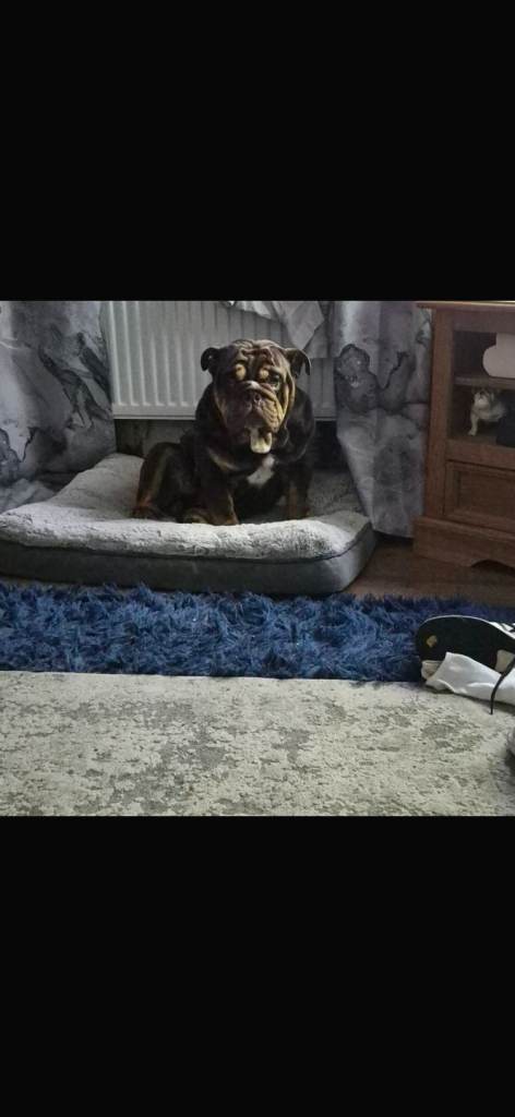 English bulldog 