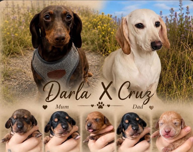 KC REGISTERED MINI DACHSHUND PUPPIES