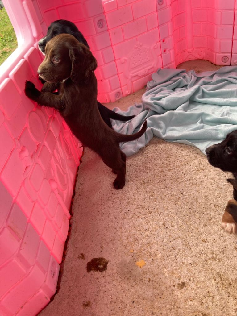 Cocker spaniel puppy’s for sale 