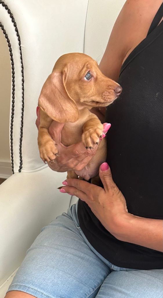 Miniature dachshund puppies 