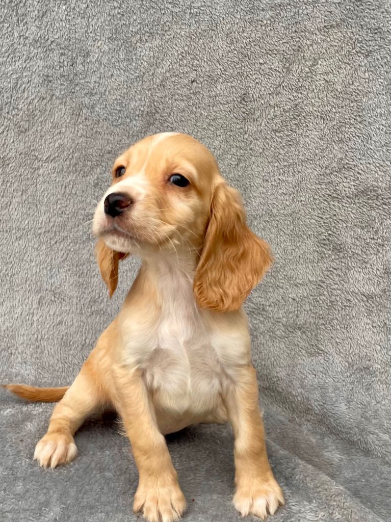 Beautiful show type, cocker spaniel puppies