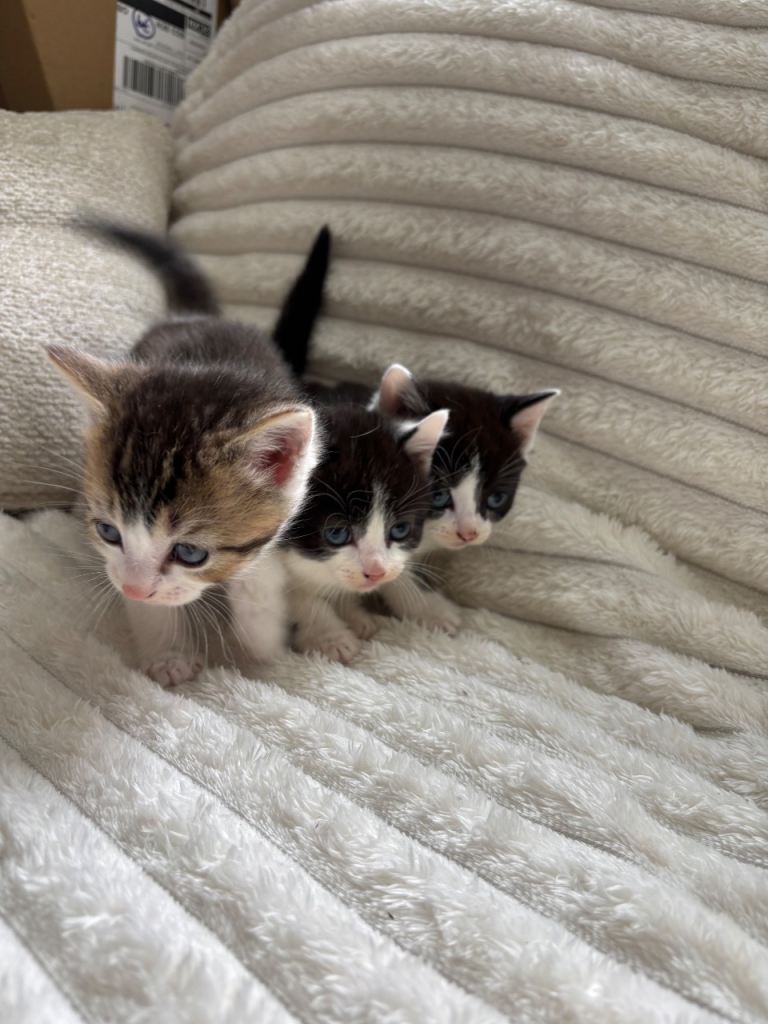 Kittens 