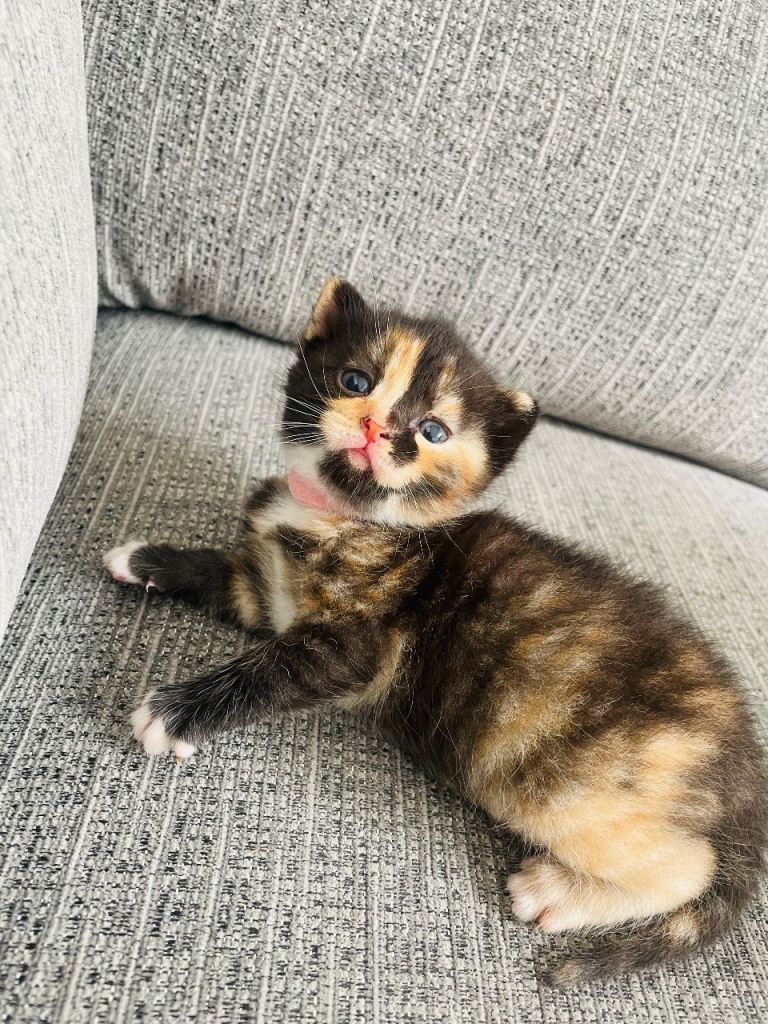 Tortoiseshell British shorthair female kitten
