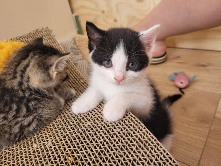 Kittens are looking for a new home