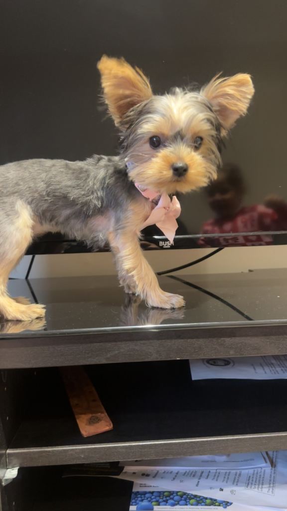 Mini Yorkshire Terrier puppy 