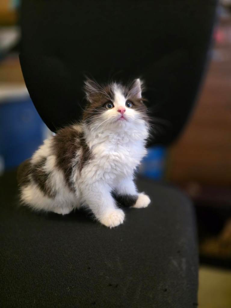 Kittens for sale 