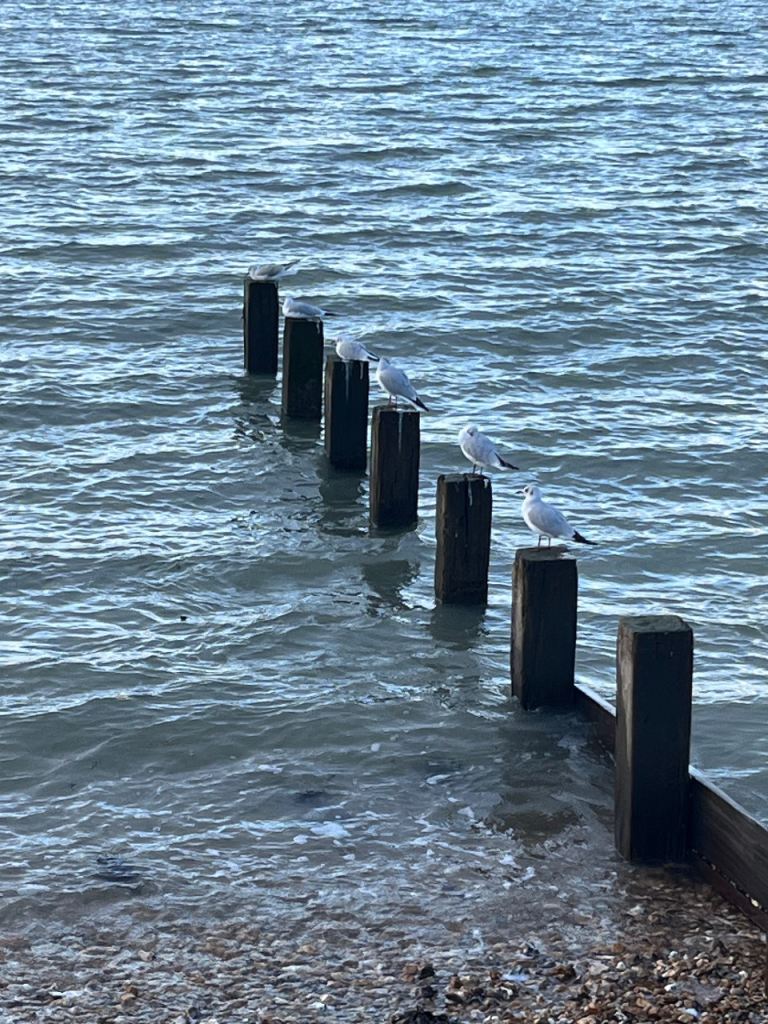 Daytime activity partner