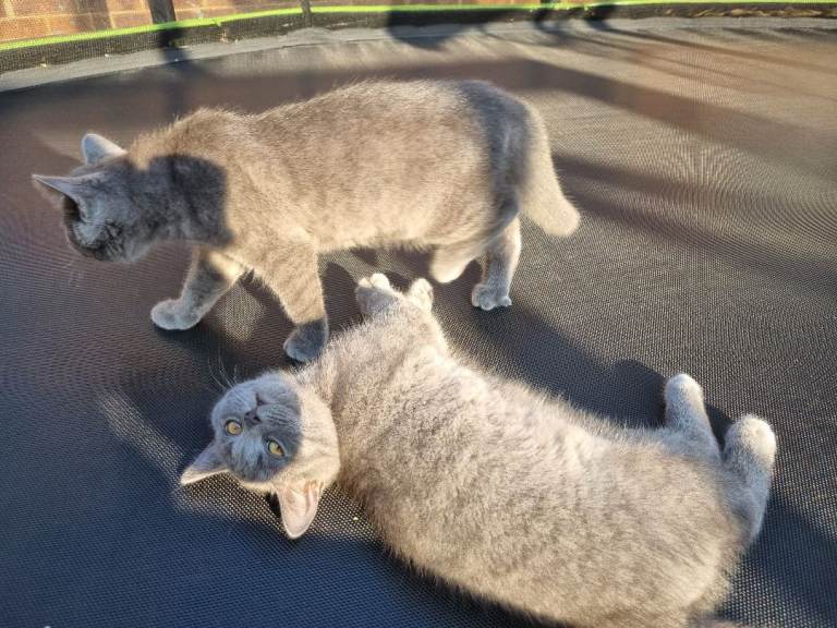 BRITISH SHORT HAIR KITTENS - READY FOR NEW LOVING HOME
