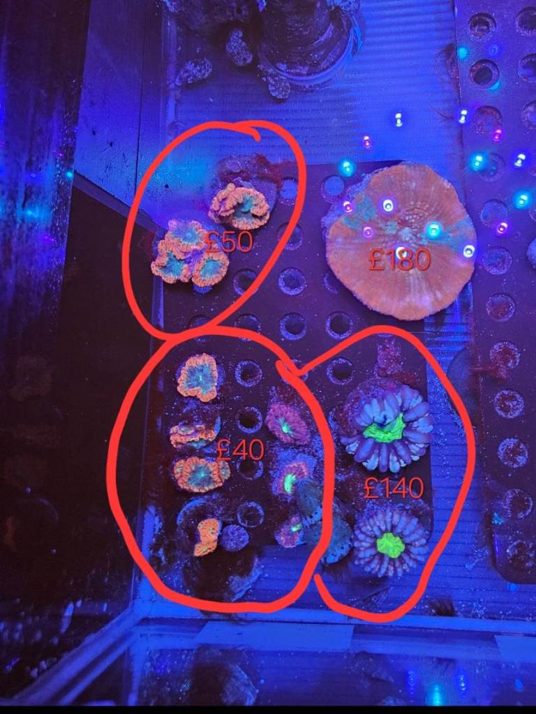 Zoas mushroom lps sps coral frag 