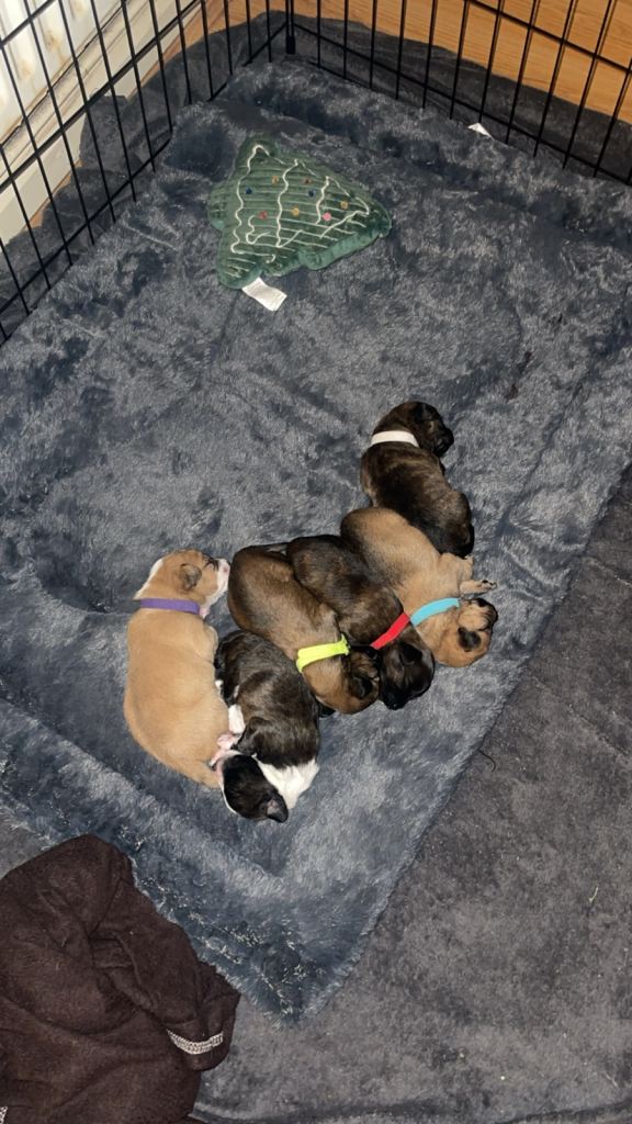 🐾 Adorable Chi-poo Puppies Looking for Their Forever Homes 🐾