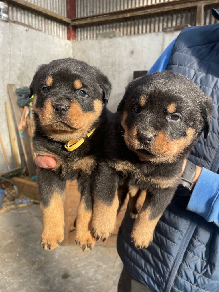 Rottweiler pups 