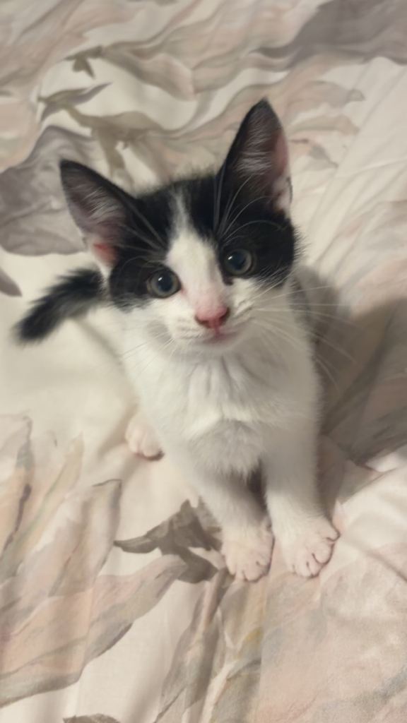 Kitten for sale 
