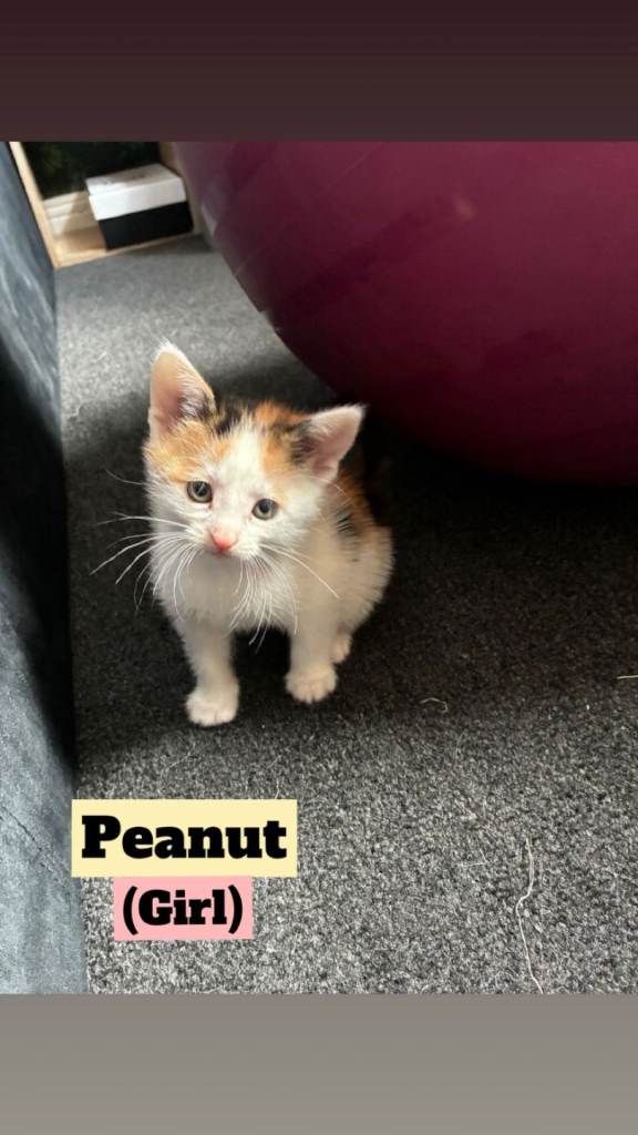 Beautiful kittens for sale