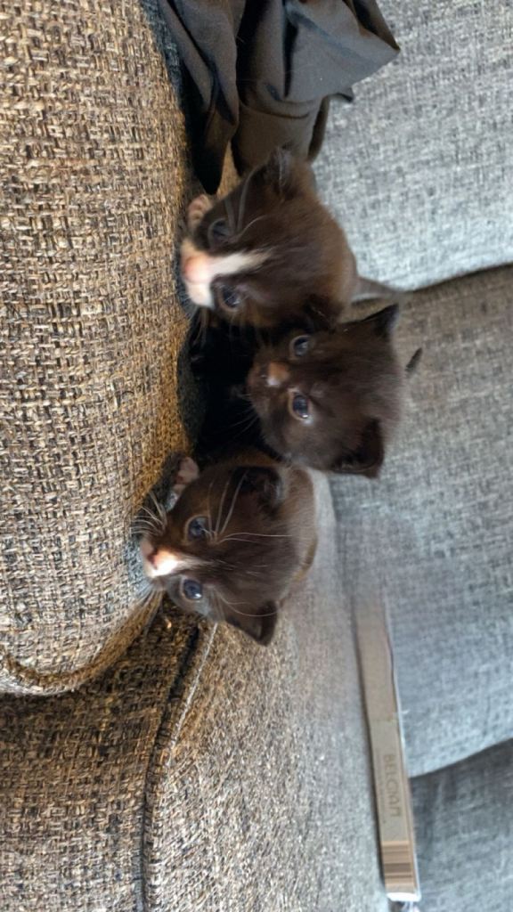 Beautiful kittens for sale/£100/ready in 6 week