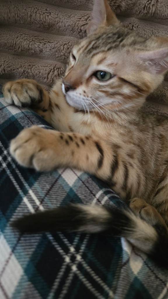 Bengal kitten