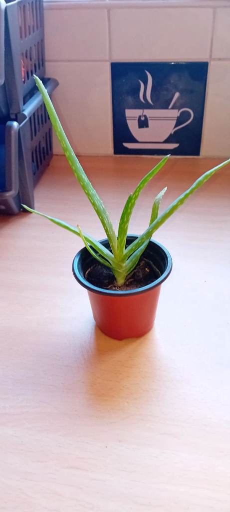 Small Aloe Vera Plants