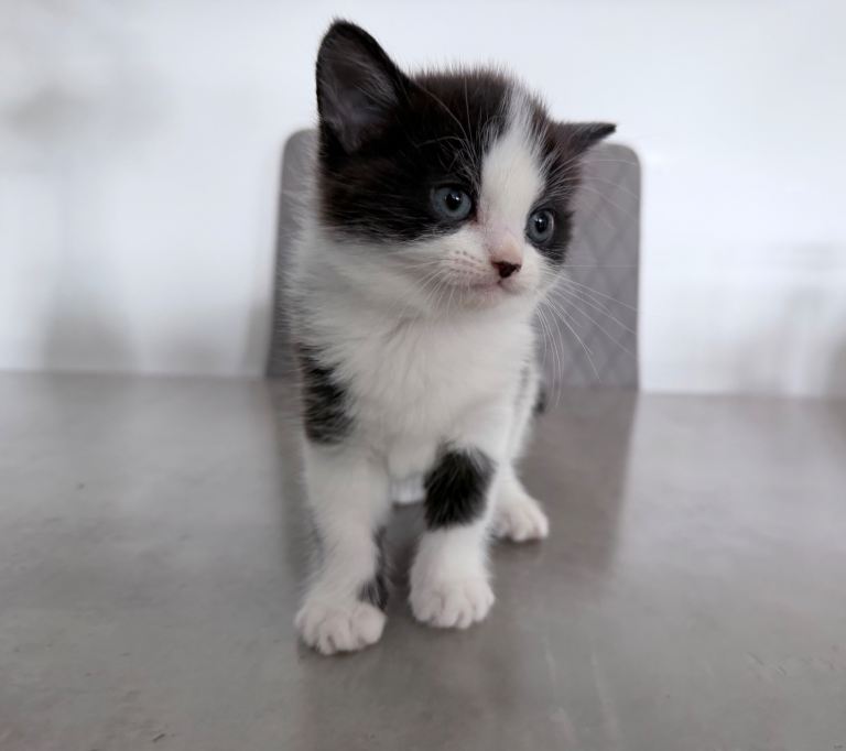 Beautiful female kittens ready from 2nd June