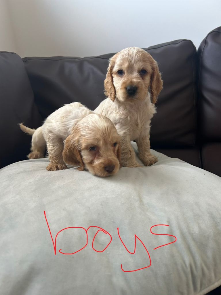 Showtype cocker spaniels 