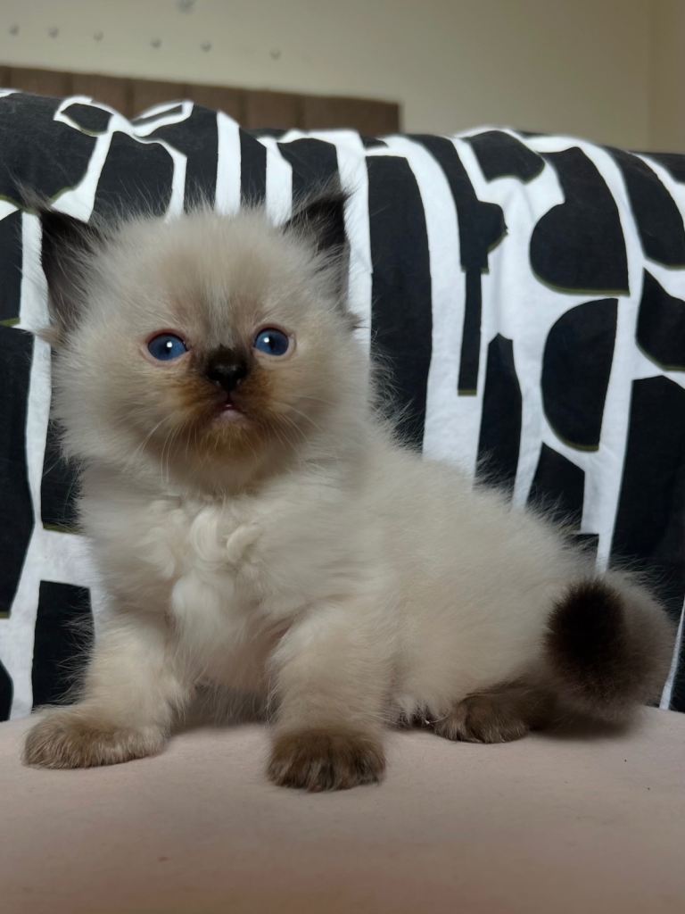 Tica registered Ragdoll kittens 