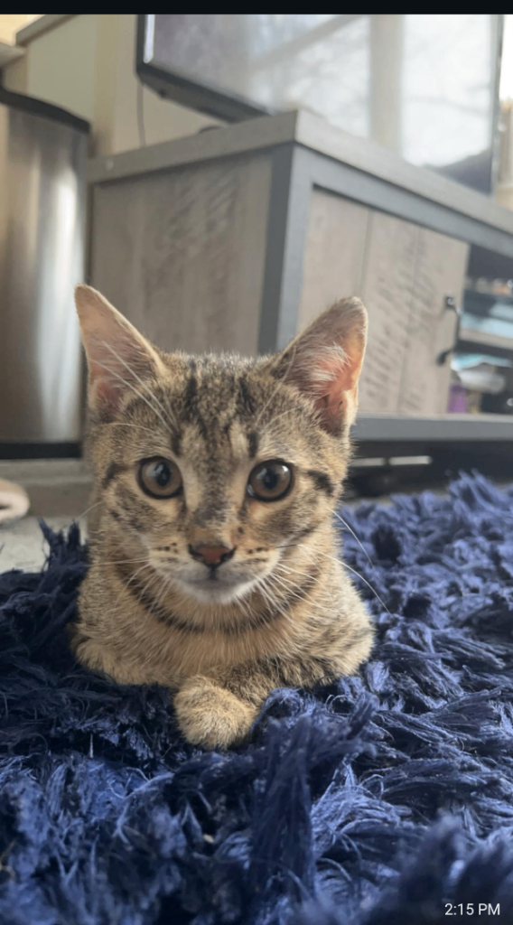 Tabby kitten 6 months 